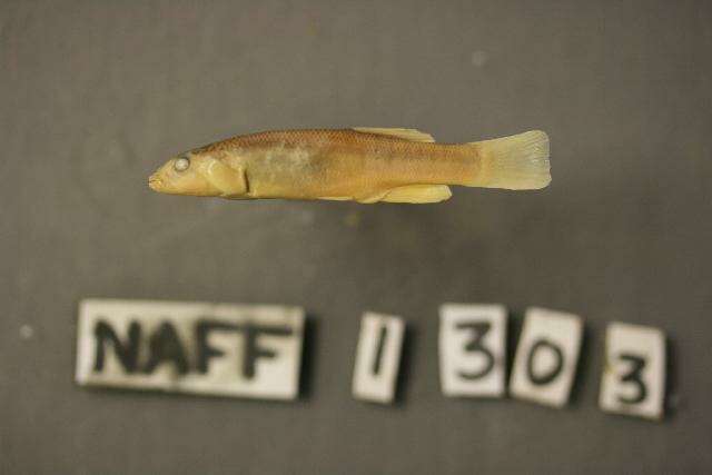 Image of Northern plains killifish