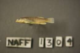 Image of Northern plains killifish