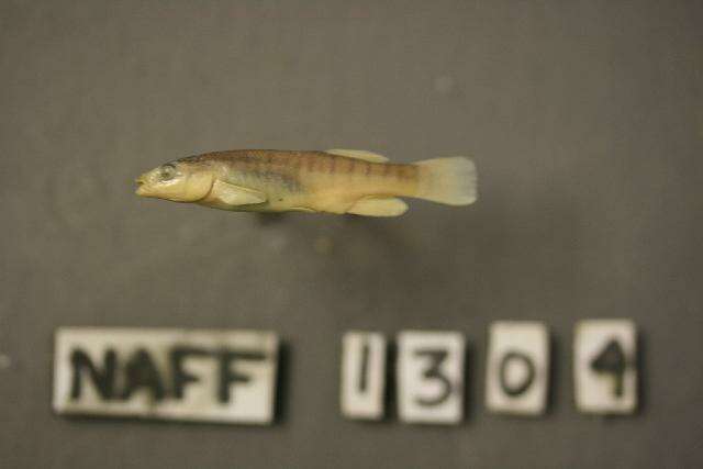 Image of Northern plains killifish