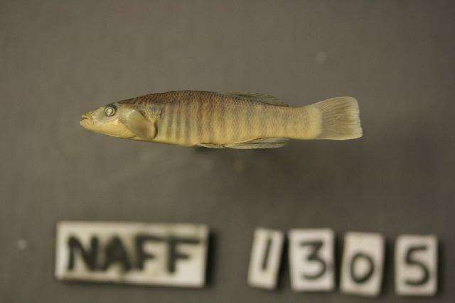 Image of Northern plains killifish