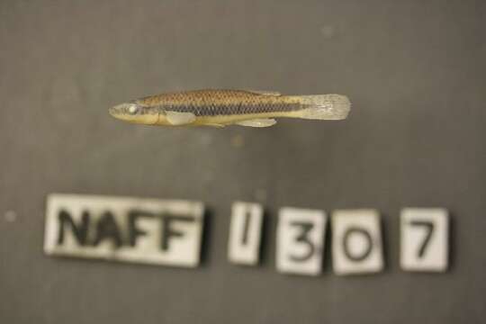 Image of Blackspotted Topminnow