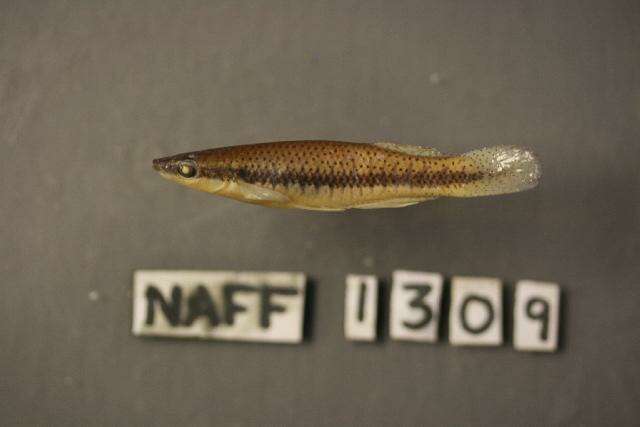 Image of Blackspotted Topminnow