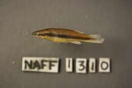 Image of Blackspotted Topminnow