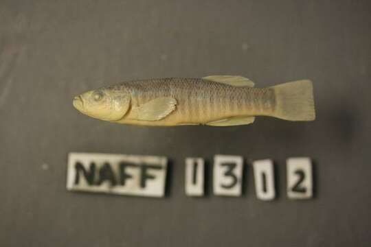 Image of Plains Killifish