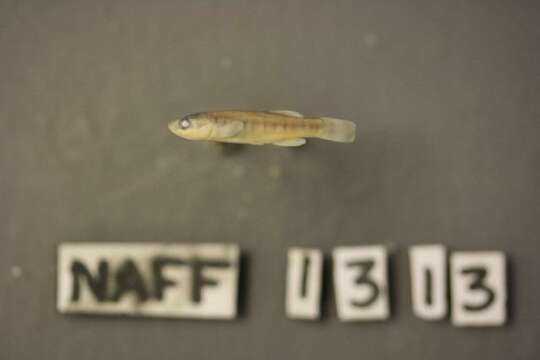 Image of Plains Killifish