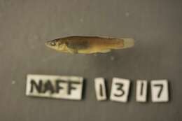 Image of Plains Topminnow