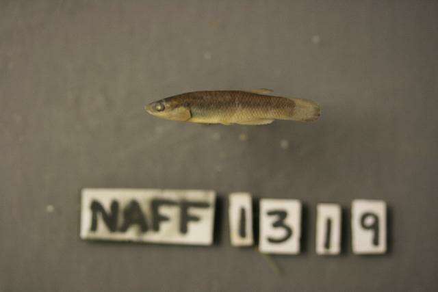 Image of Plains Topminnow