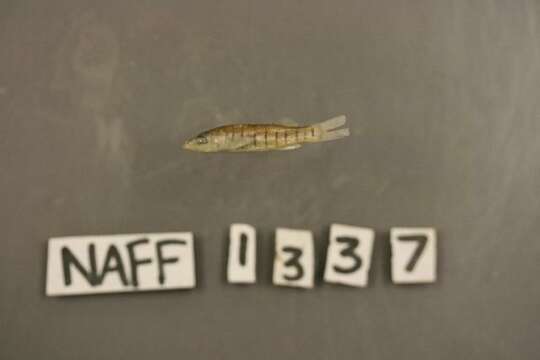 Image de Fundulus similis (Baird & Girard 1853)