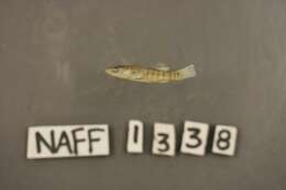 Image of Longnose Killifish