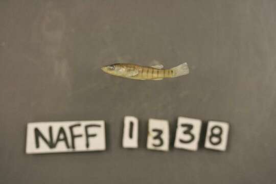 Image of Longnose Killifish