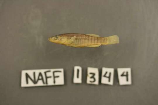 Image of Northern plains killifish