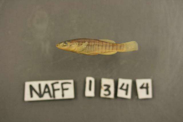 Image of Northern plains killifish