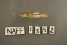 Image of Plains Killifish