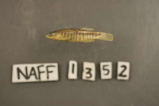 Image of Plains Killifish