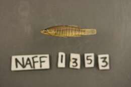 Image of Plains Killifish