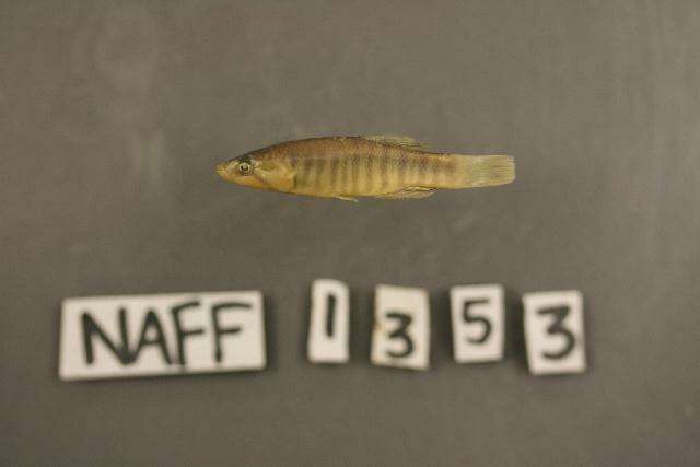 Image of Plains Killifish