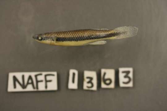 Image of Broadstripe topminnow