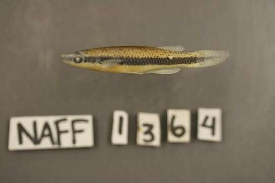 Image of Broadstripe topminnow