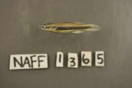 Image of Broadstripe topminnow