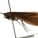 Image of Dicosmoecus obscuripennis Banks 1938