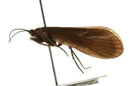 Dicosmoecus obscuripennis Banks 1938的圖片