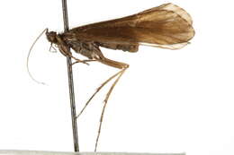 Image of Asynarchus aldinus (Ross 1941)