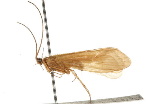 Image of Chyranda centralis