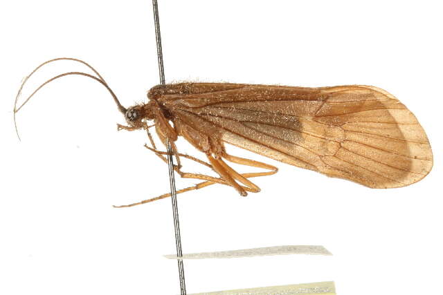 Image of Hydatophylax hesperus (Banks 1914)