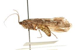 Image of Lenarchus (Paralenarchus) rillus (Milne 1935)