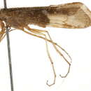 Image of Limnephilus abbreviatus Banks 1908