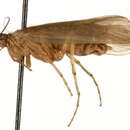 Image of Limnephilus infernalis (Banks 1914)