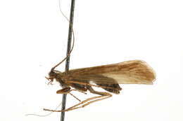 Image of Limnephilus nigriceps (Zetterstedt 1840)