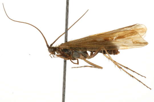 Limnephilus partitus Walker 1852 resmi