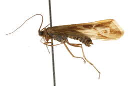 Image of Limnephilus borealis mutabilis Martynov 1914