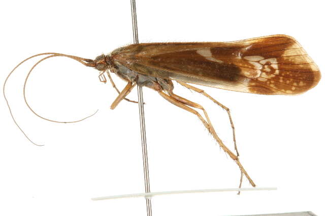 Image of Limnephilus borealis mutabilis Martynov 1914