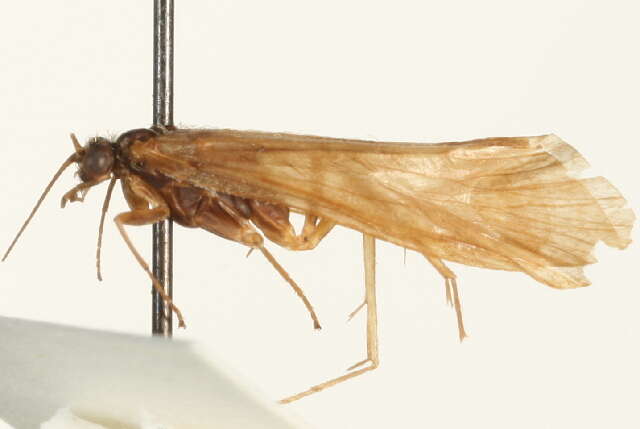 Image of Cheumatopsyche (Cheumatopsyche) gracilis (Banks 1899)