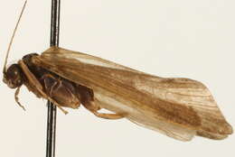 Image of Ceratopsyche cockerelli (Banks 1905)