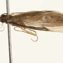 Image of Lepidostoma (Neodinarthrum) apornum Denning 1949
