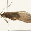 Image of Lepidostoma (Nosopus) cinereum (Banks 1899)
