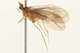 Image of <i>Lepidostoma liba</i>