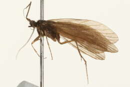 Image of Lepidostoma (Nosopus) lydia Ross 1939