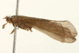 Image of Ceraclea (Athripsodina) alagma (Ross 1938)