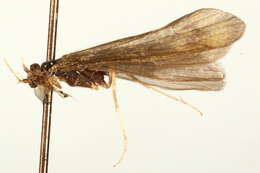 Image of Mystacides sepulchralis (Walker 1852)