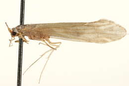 Image of Nectopsyche diarina (Ross 1944)