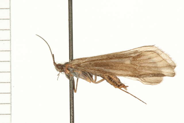 Image of Allomyia tripunctata (Banks 1900)