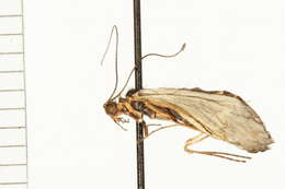 Image of Apatania crymophila McLachlan 1880