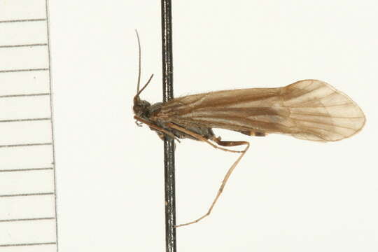 Image of Apatania zonella (Zetterstedt 1840)