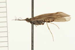 Image of Apatania zonella (Zetterstedt 1840)