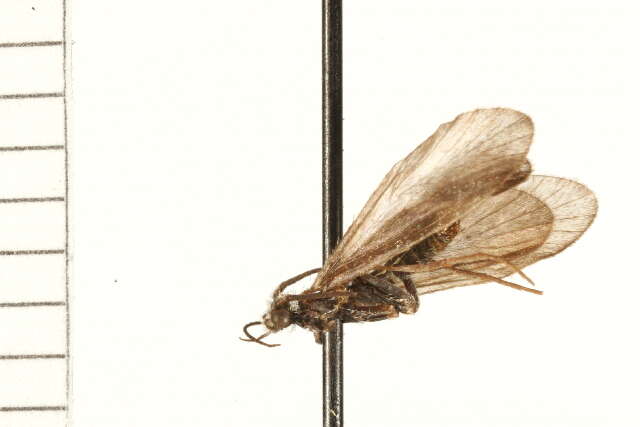 Image of Brachycentrus (Sychnothrix) echo (Ross 1947)