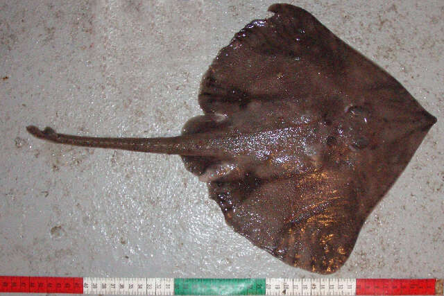 Image of Spinetail ray